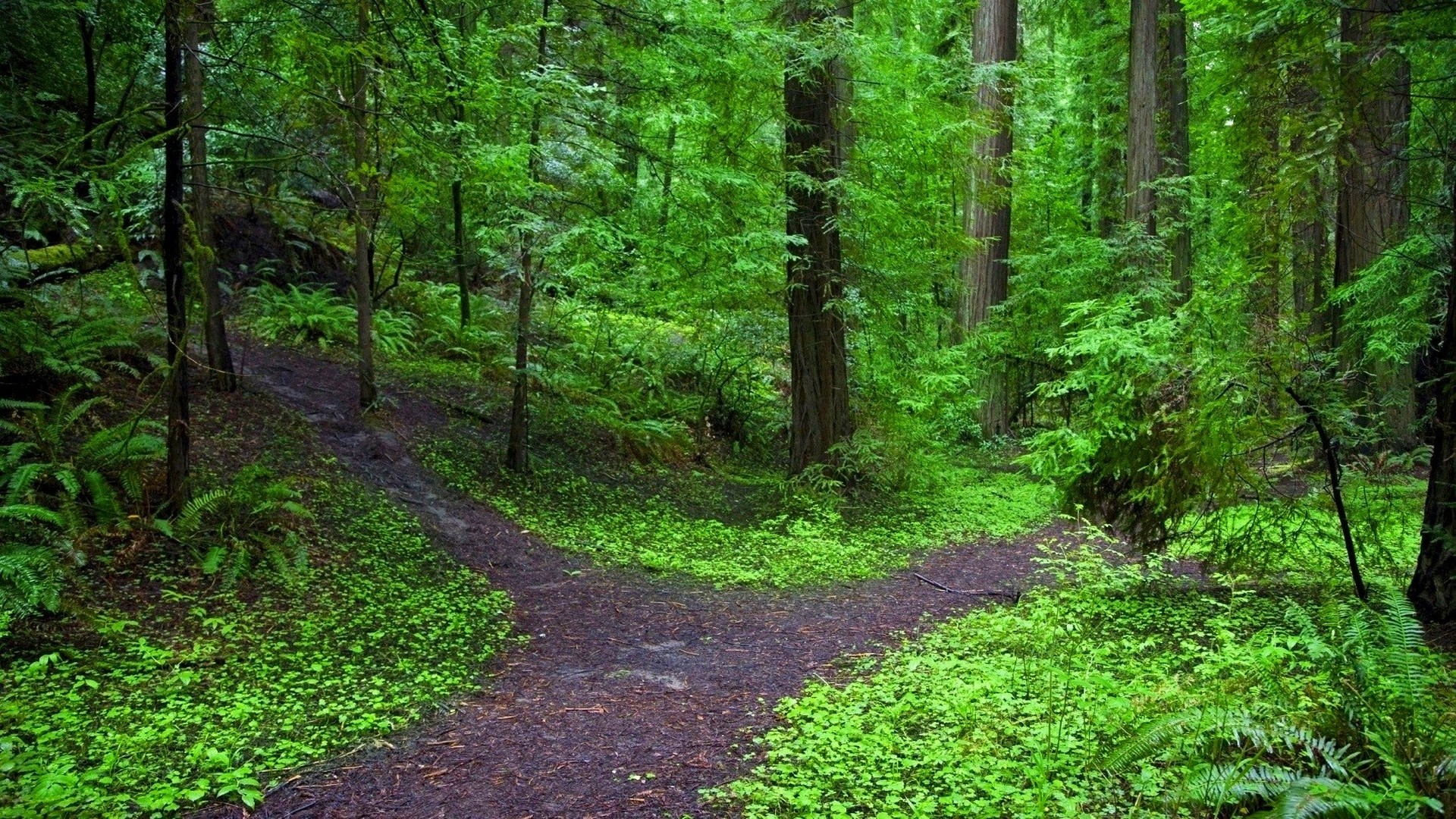 Forest Path Wallpaper Fork