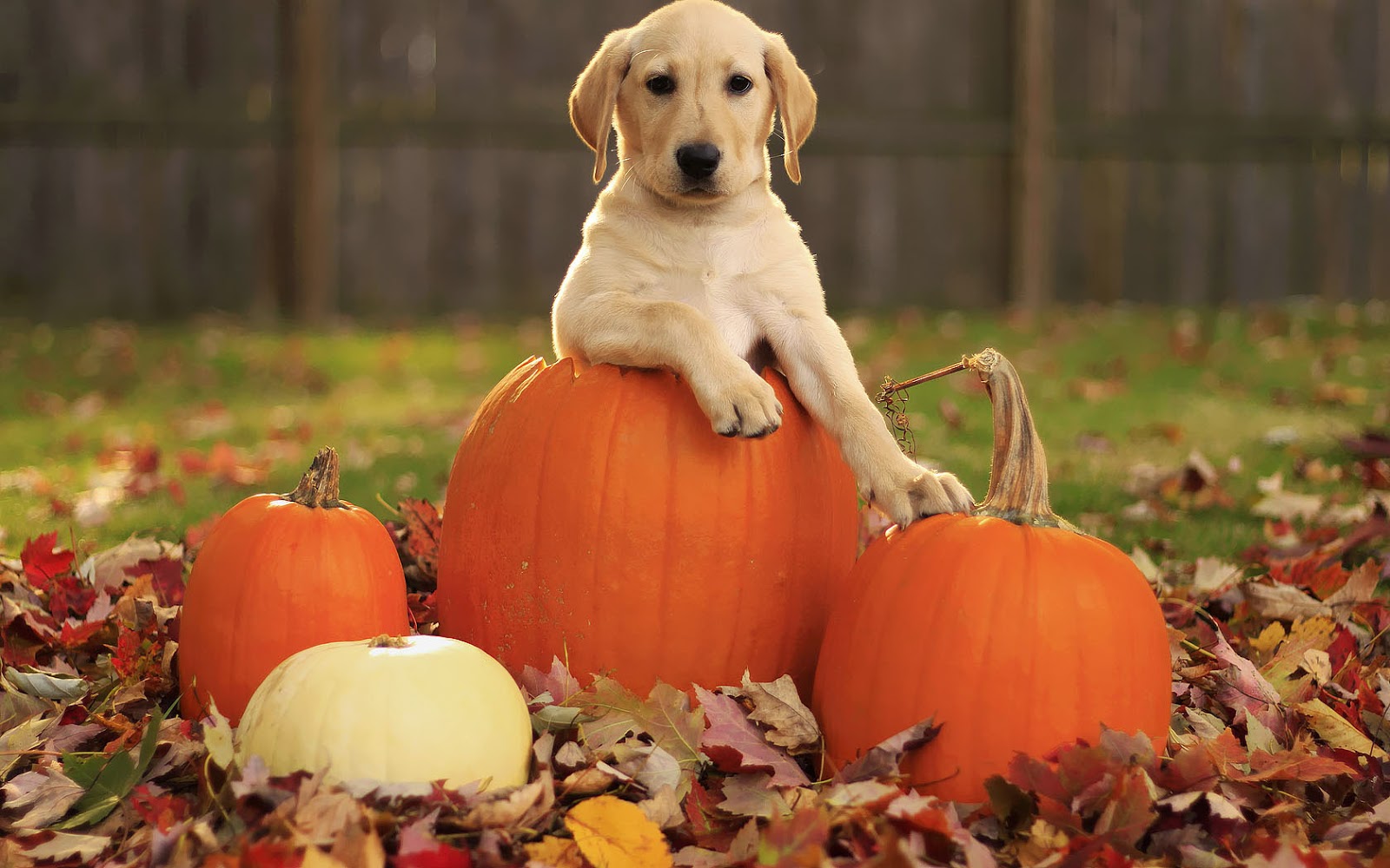 Autumn wallpaper with a dog in a Halloween pumpkin HD dog background 1600x1000
