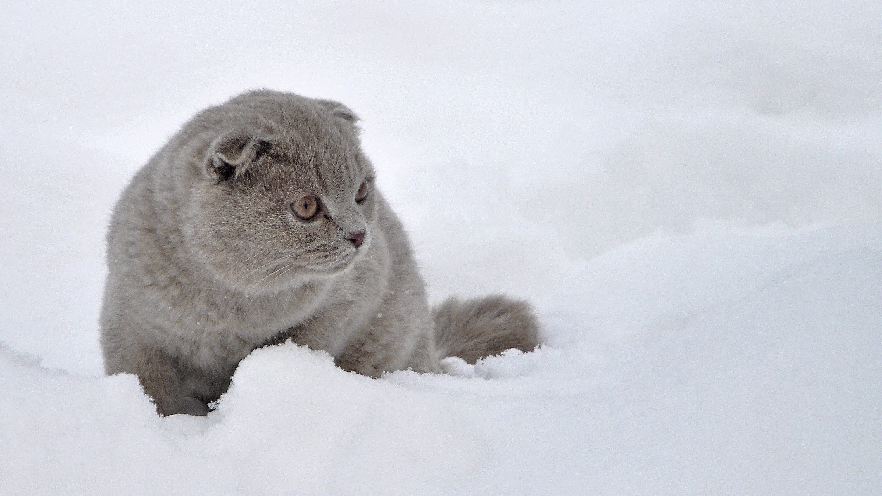 Scottish Fold cat in the snow wallpapers and images   wallpapers 3017x1697