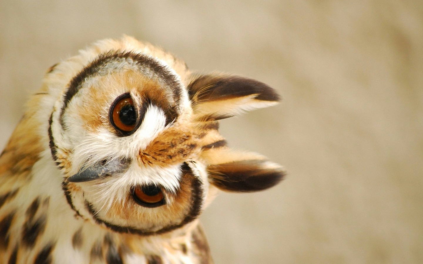 [73+] Cute Owl Wallpaper on WallpaperSafari
