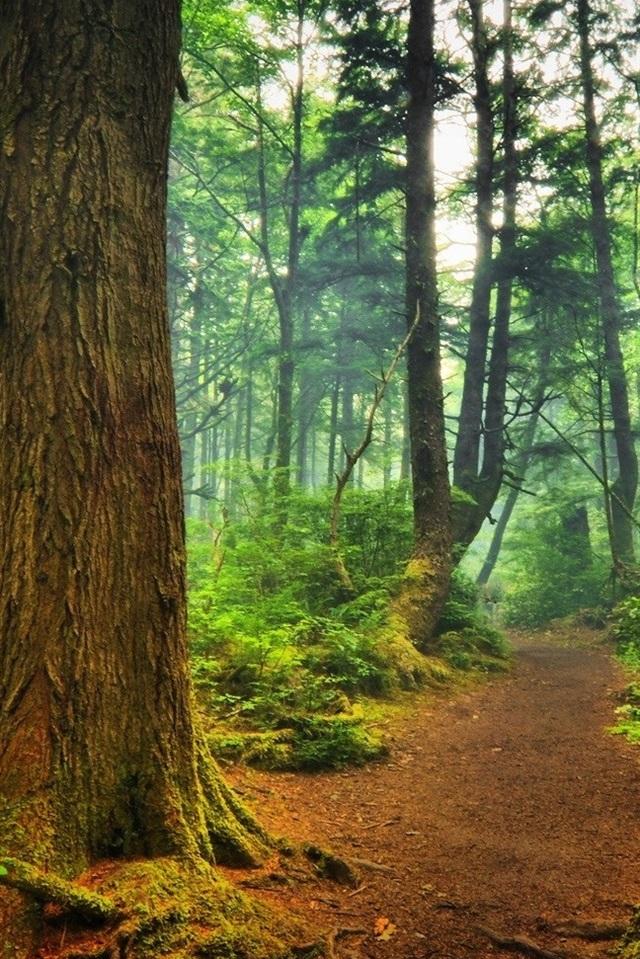 Wallpaper Summer Forest Trees Path Full HD 2k Picture