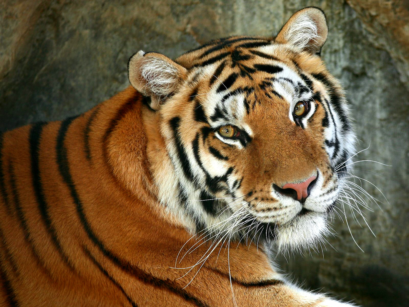 Cat Tiger Predator Face Eyes Whiskers Fur Paint Strip