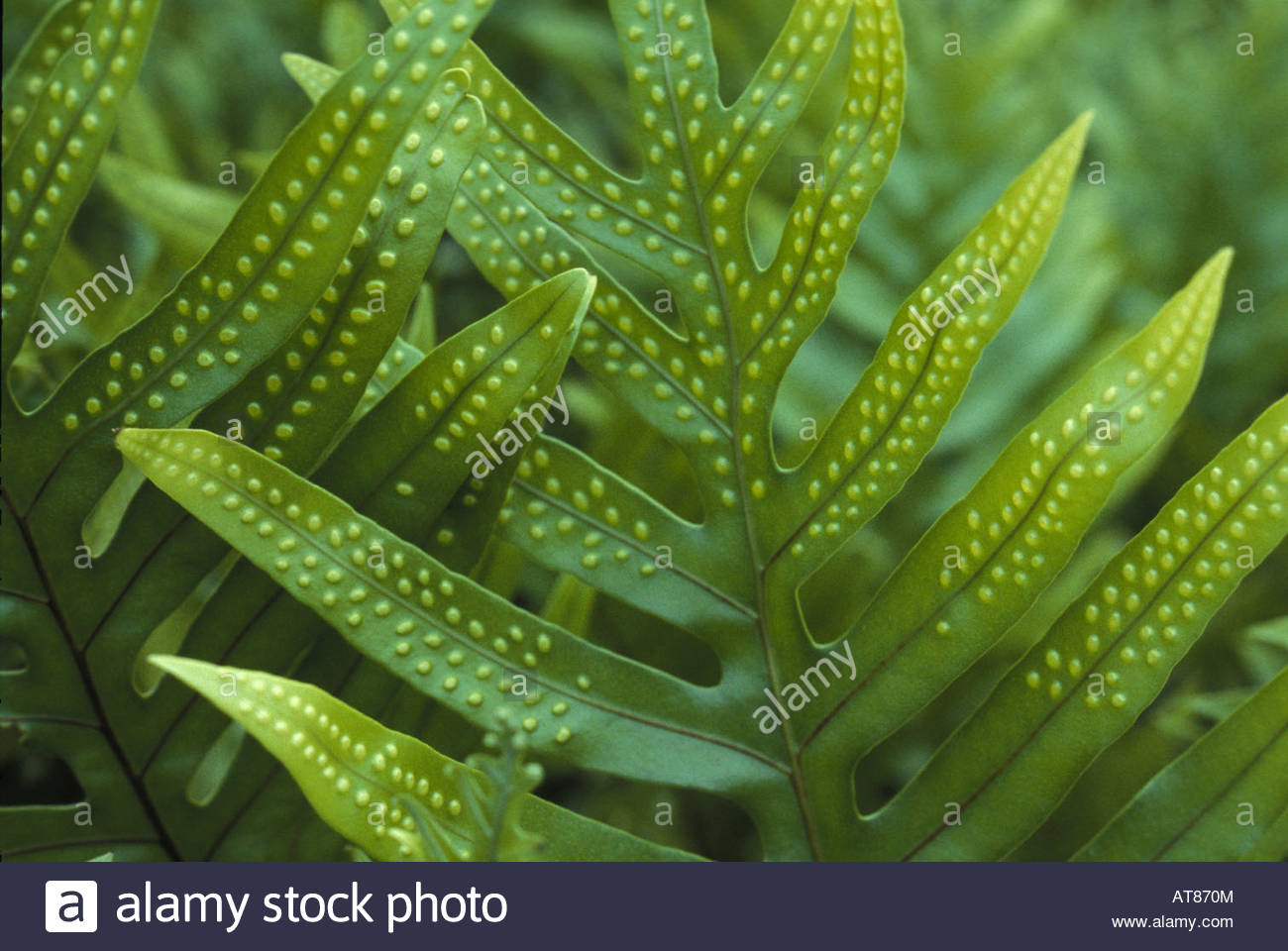 🔥 Free download Lauae Fern Stock Photo [1300x960] for your Desktop