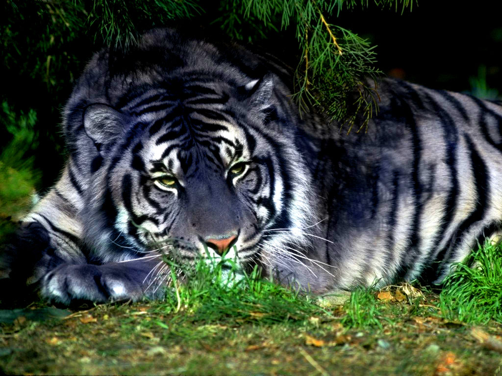 Tigers Desktop Wallpaper Which Is Under The Tiger