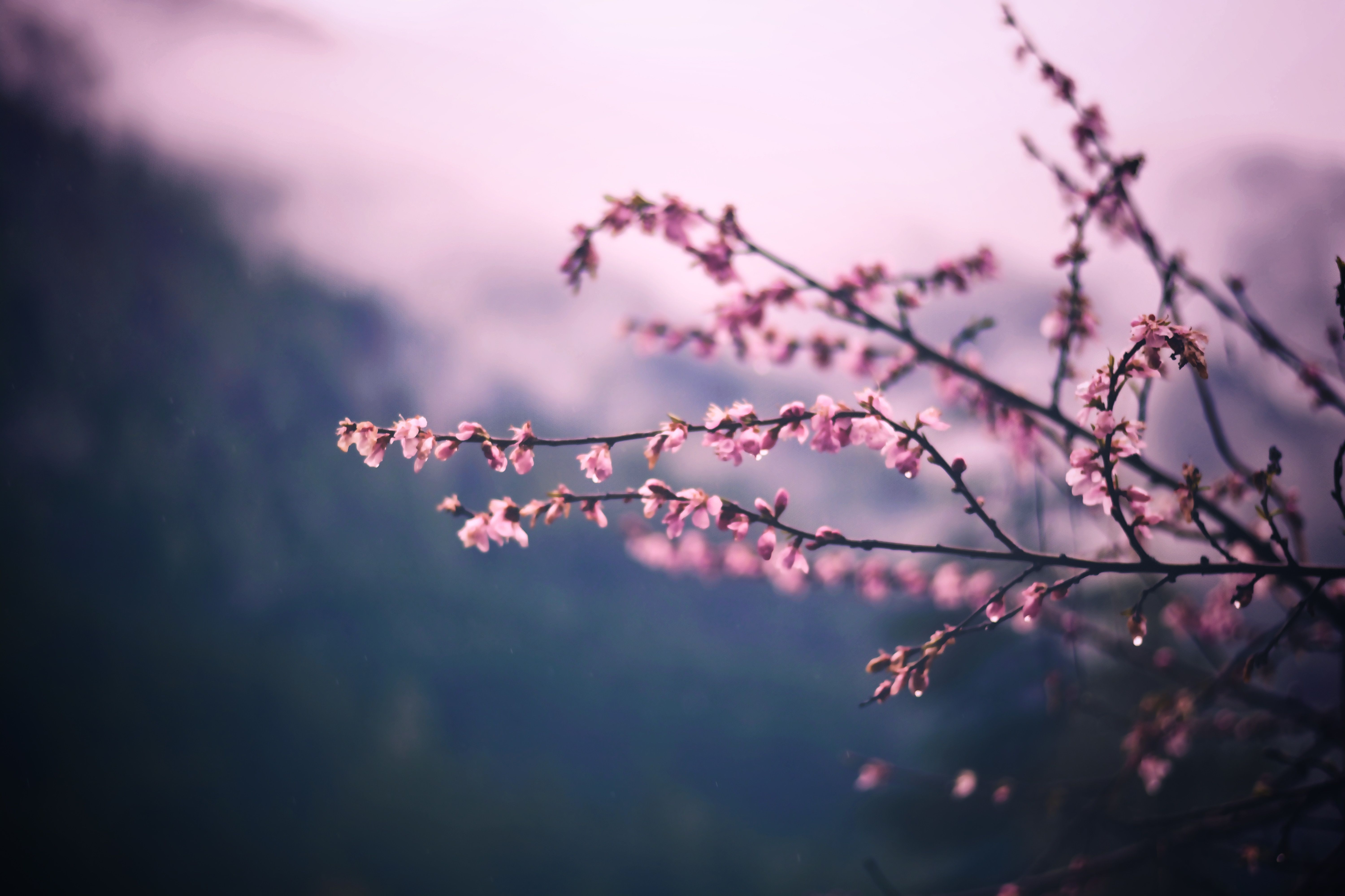 Cherry Blossom Tree Wallpaper