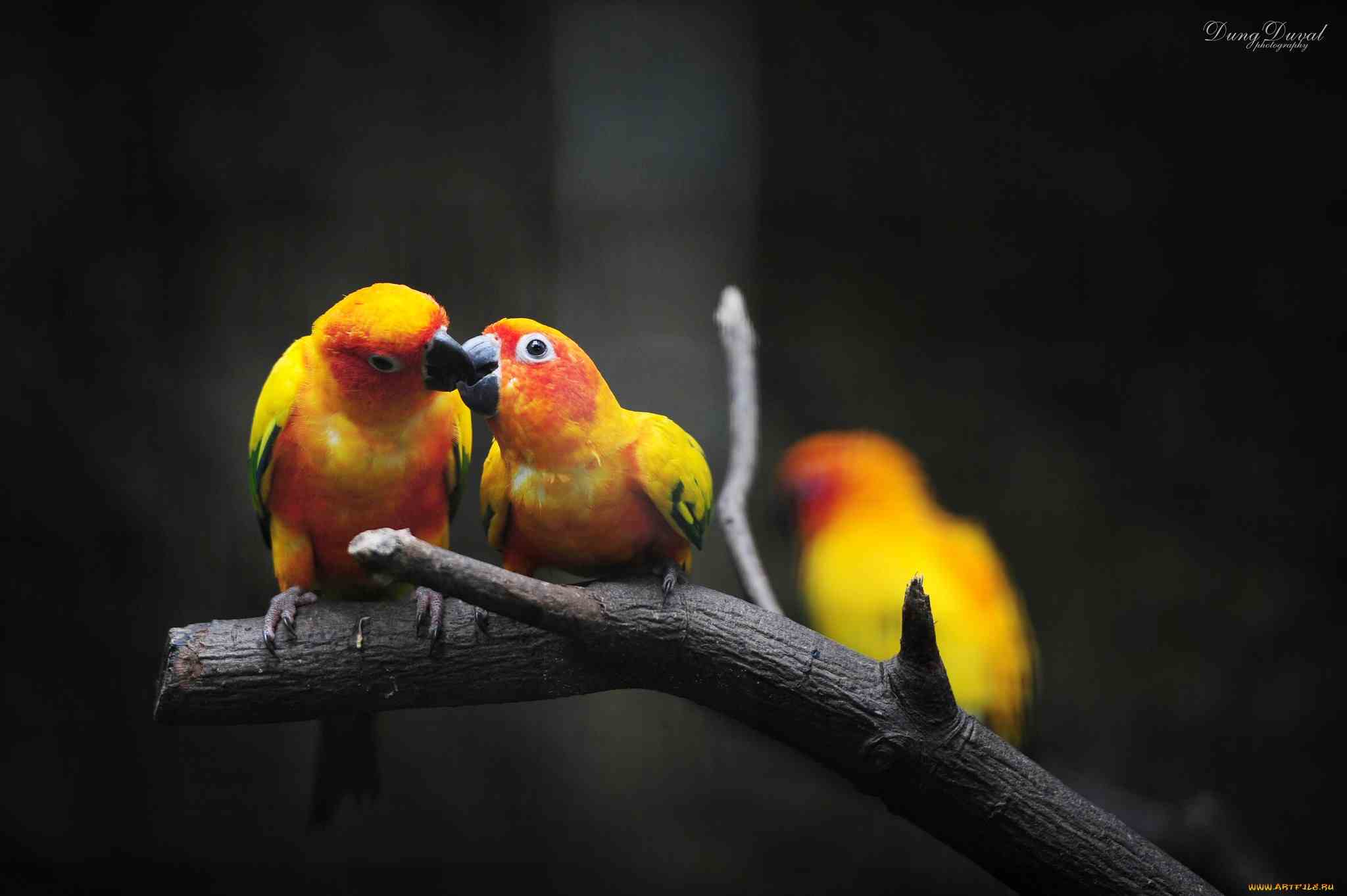 Cute Love Birds Daily Background In HD