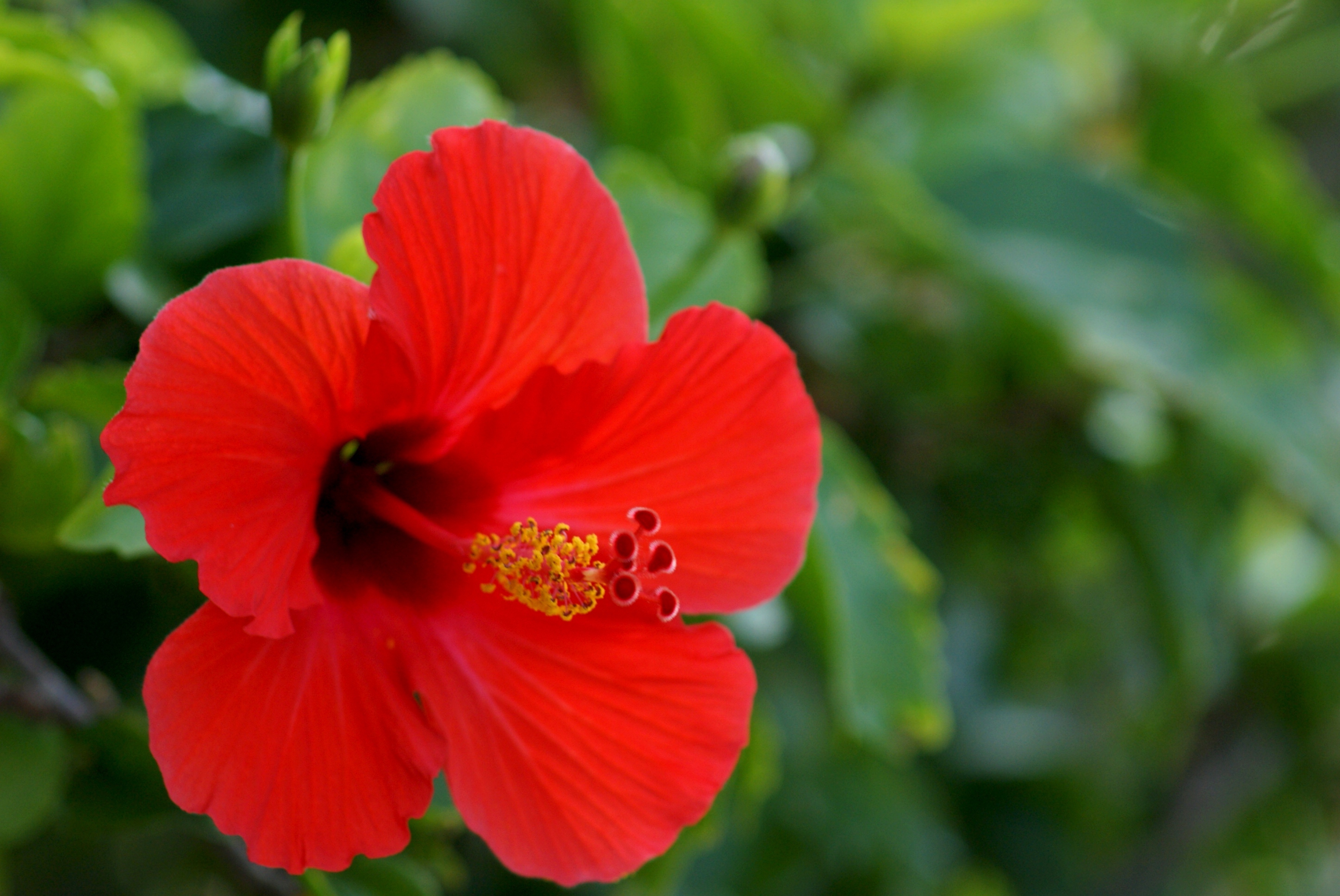 Hibiscus Wallpaper Image Photos Picture