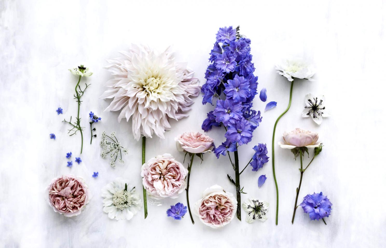 Flowers Desktop Wallpaper Mac