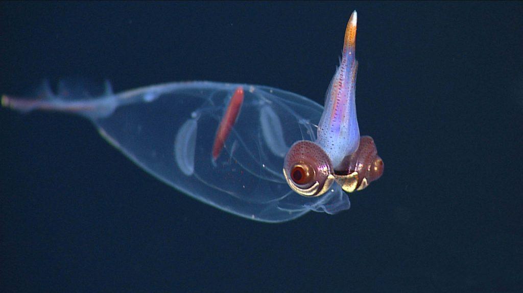 Deep Sea Wallpaper Mbari