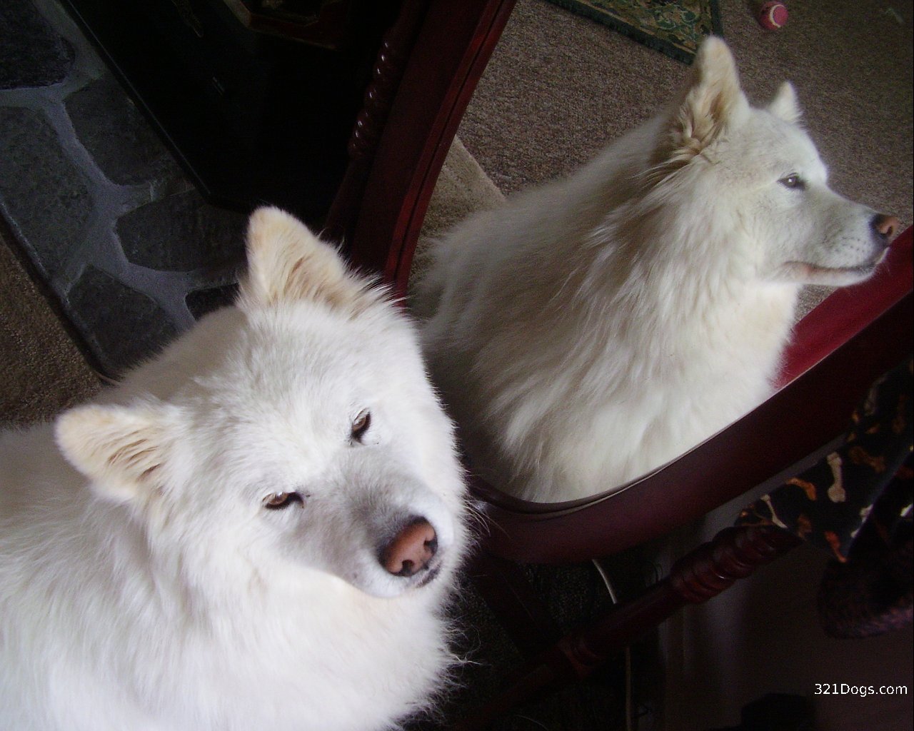 Samoyed Wallpaper Puppy Pictures Breed Info