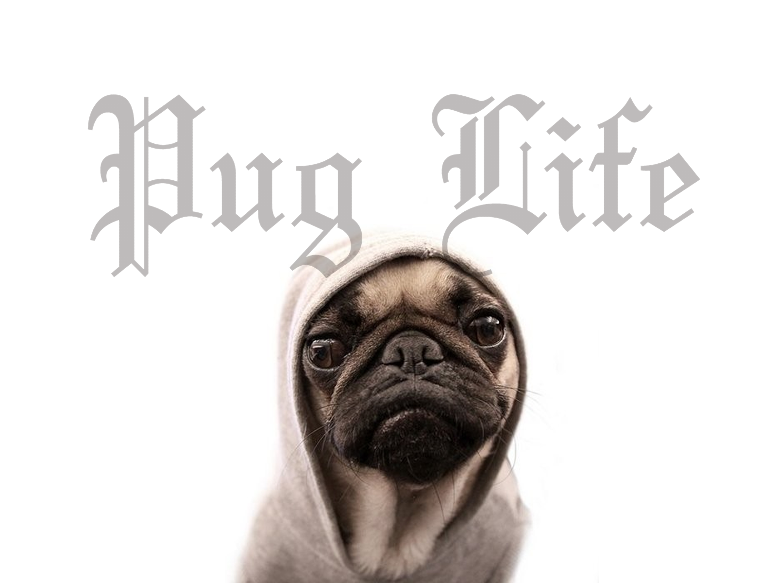 Pug Life Wallpaper The Desktop