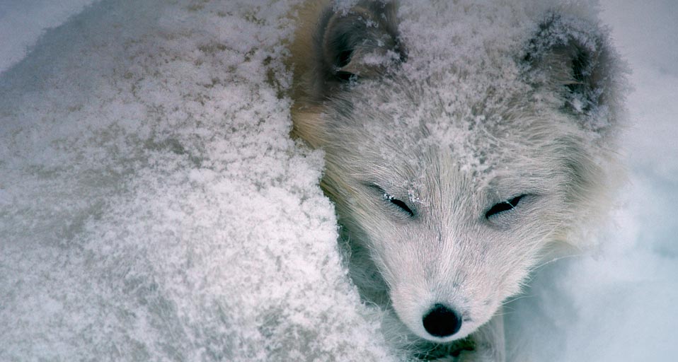 Arctic Fox Sleeping In Snow Richard