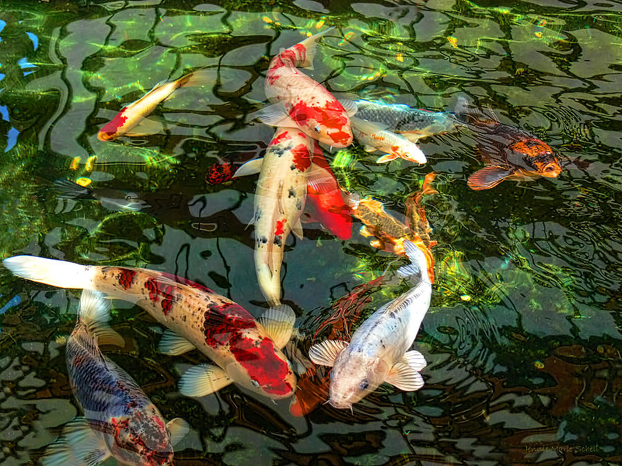 Koi Photograph Japanese Fish Pond By Jennie Marie Schell