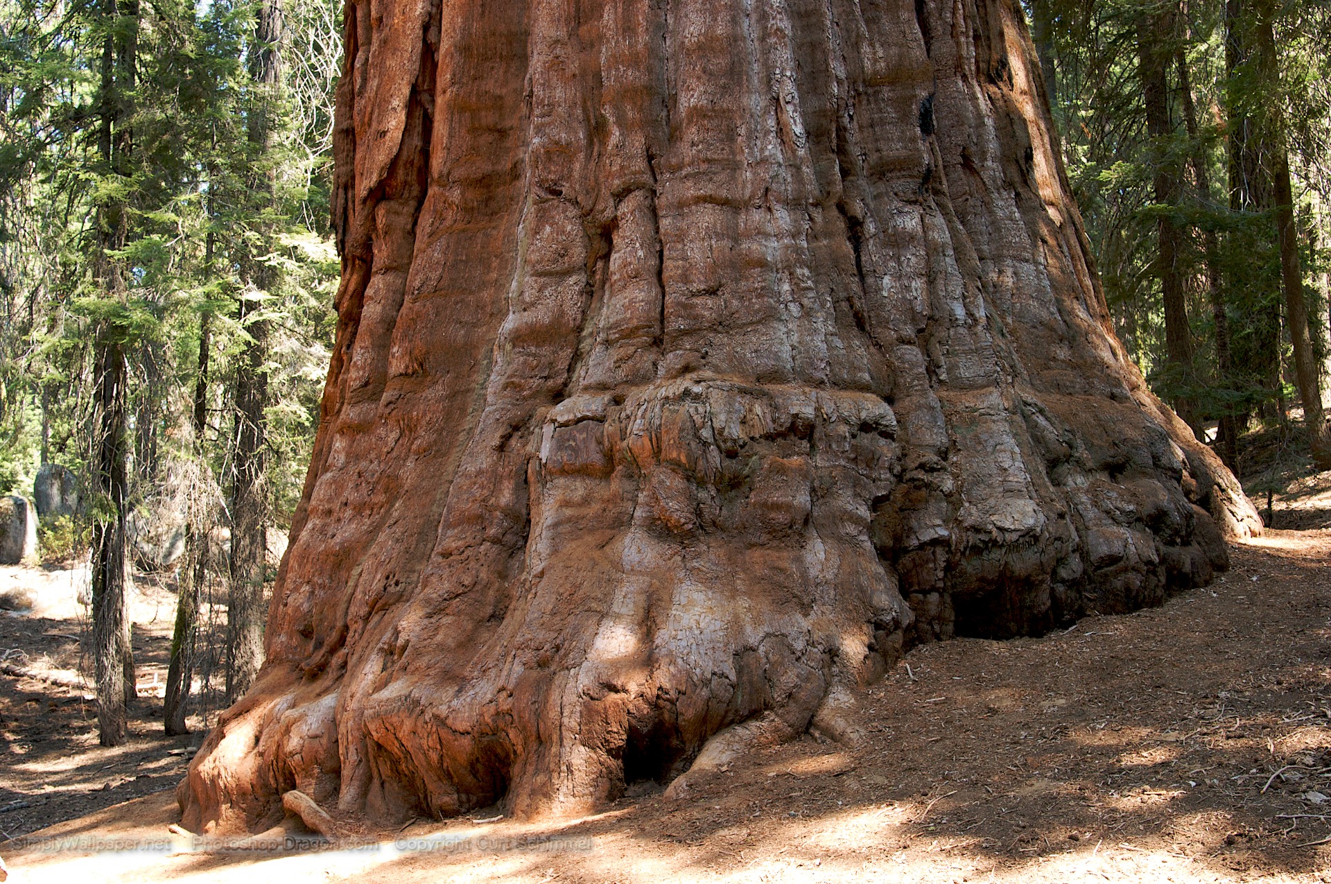 The President at Sequoia National Park wallpaper   Click picture for
