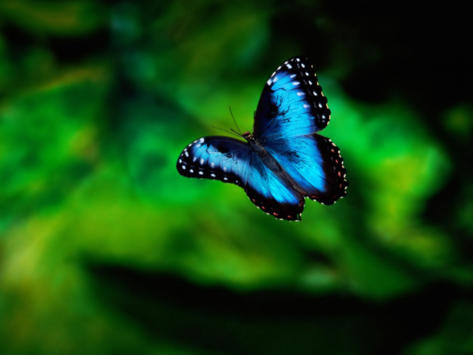 Blue Butterfly HD Wallpaper Animals