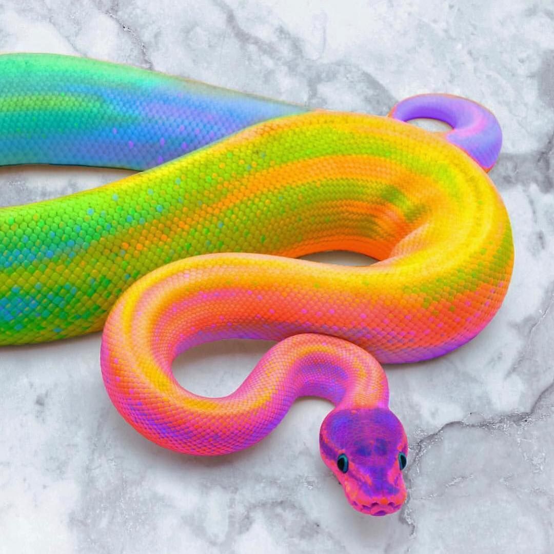 Trippy Trippy Neon Soaked snake art by spaceram love this 1080x1080