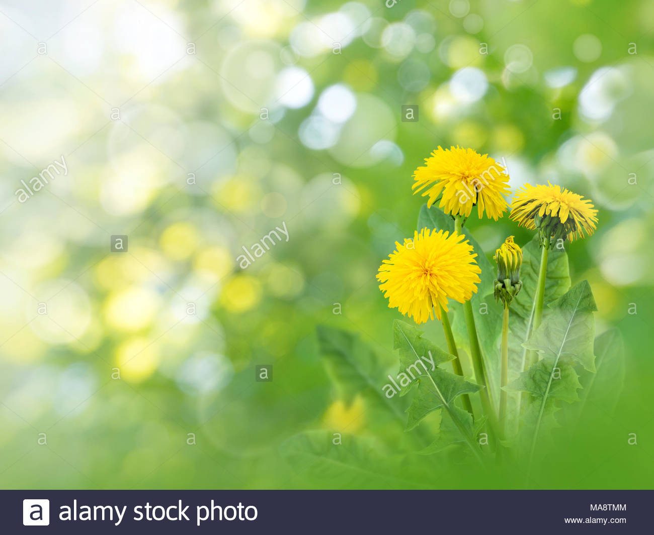 Dandelion Yellow Flowers On The Spring Blurred Garden Background