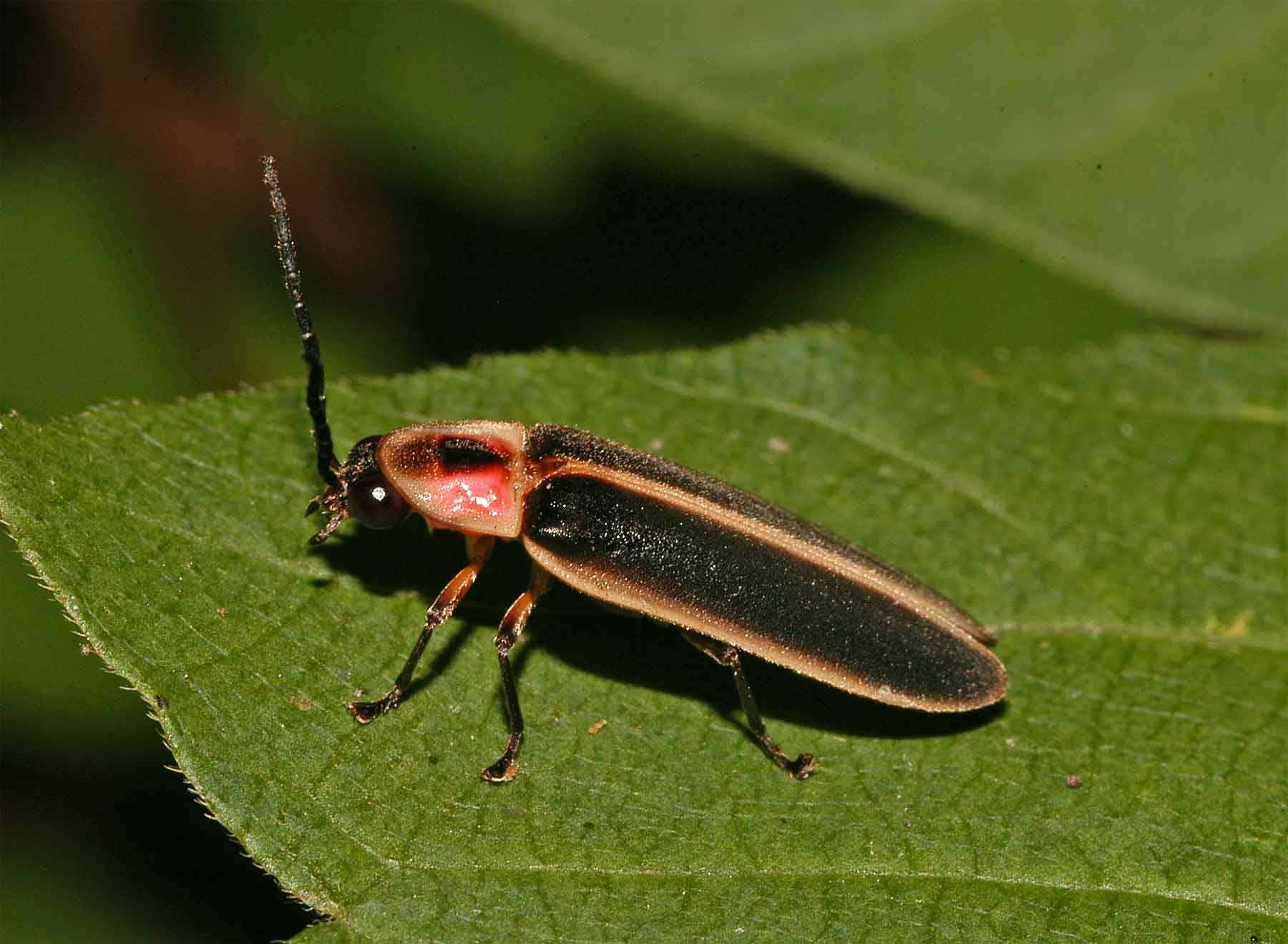 Lightning Bug Wallpaper WallpaperSafari