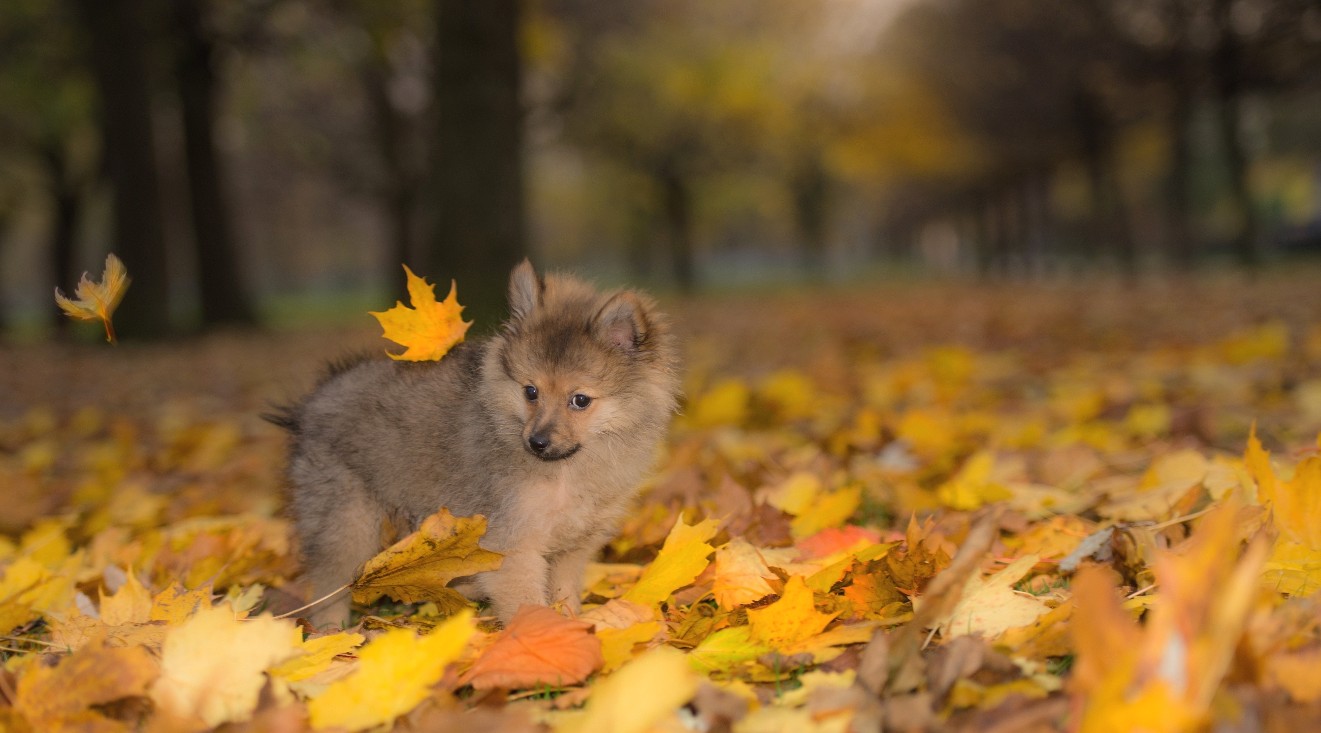 Wallpaper dog puppy autumn wallpapers dog   download