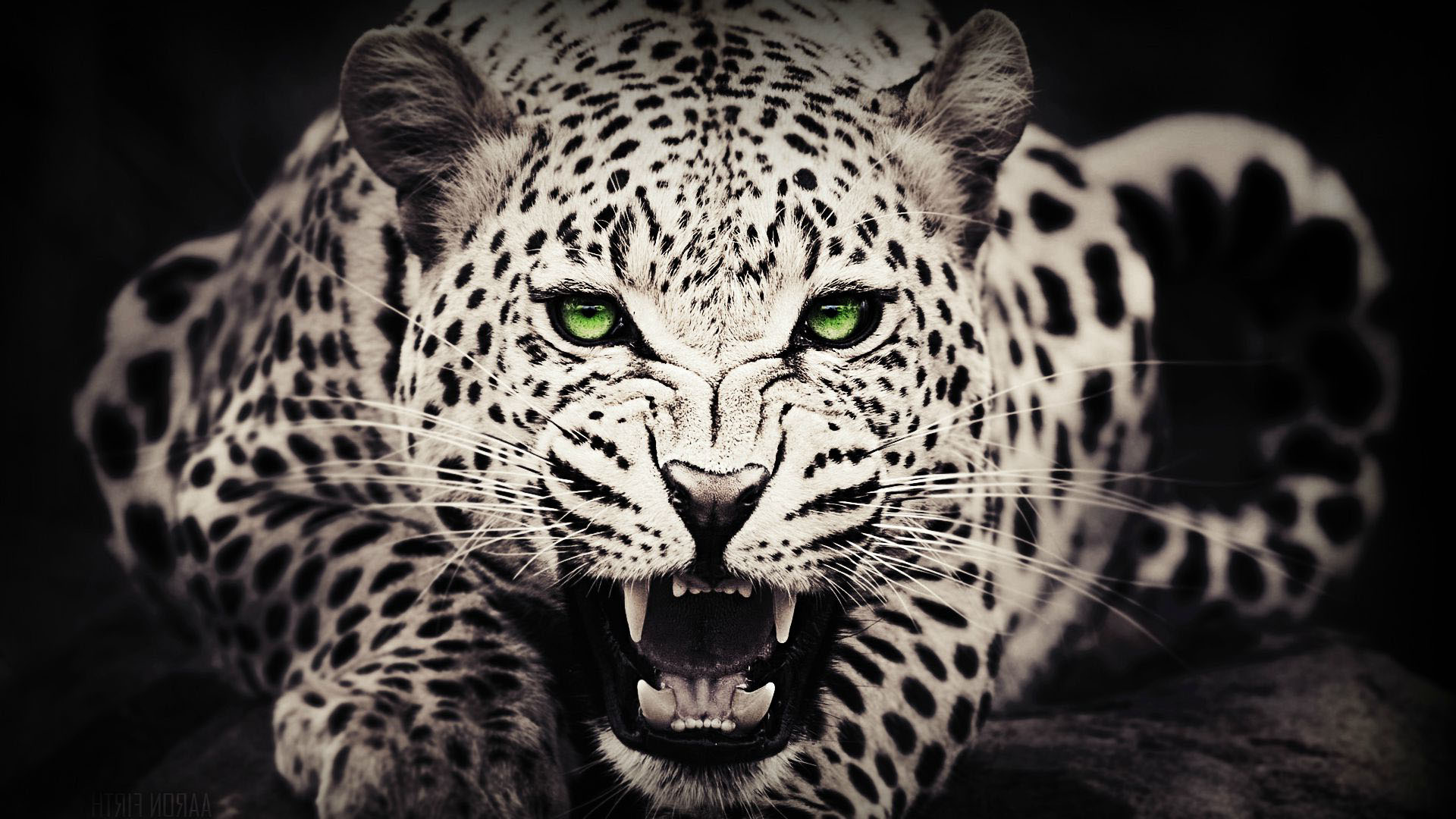 Black Cheetah Background