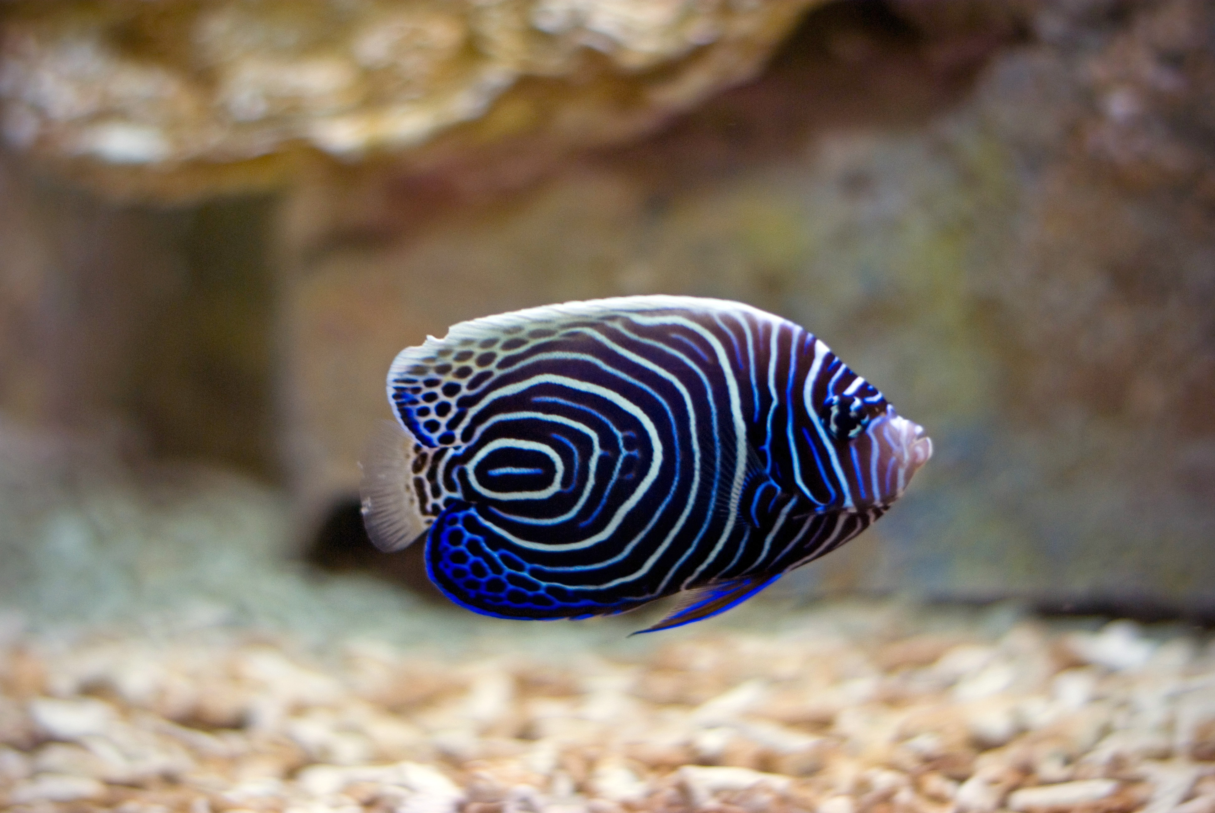 Cool And Colorful Fish Pictures
