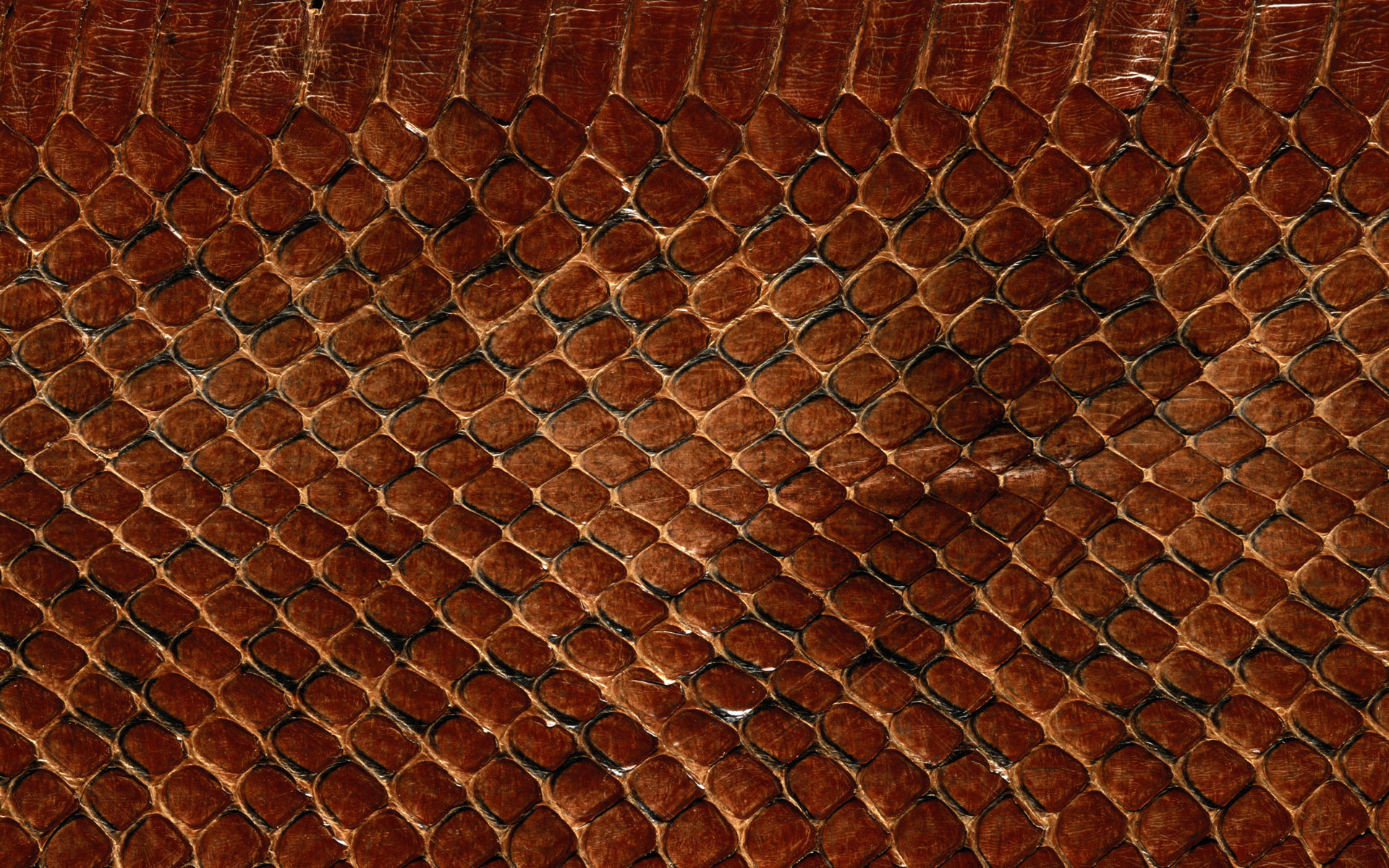 Pictures Texture Reptile Wallpaper Image Textures