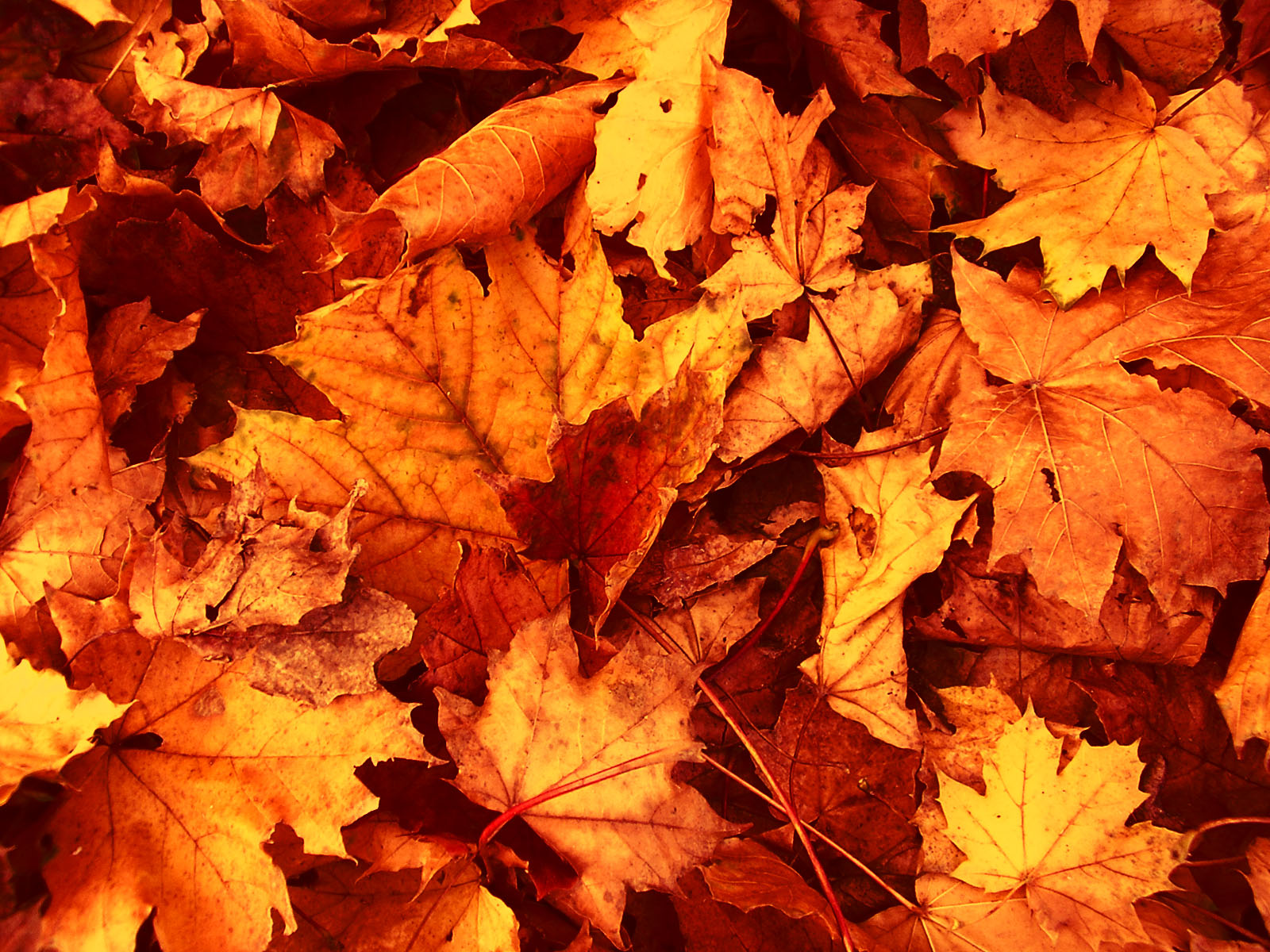 Autumn Leaves Wallpapers High Quality Download Free