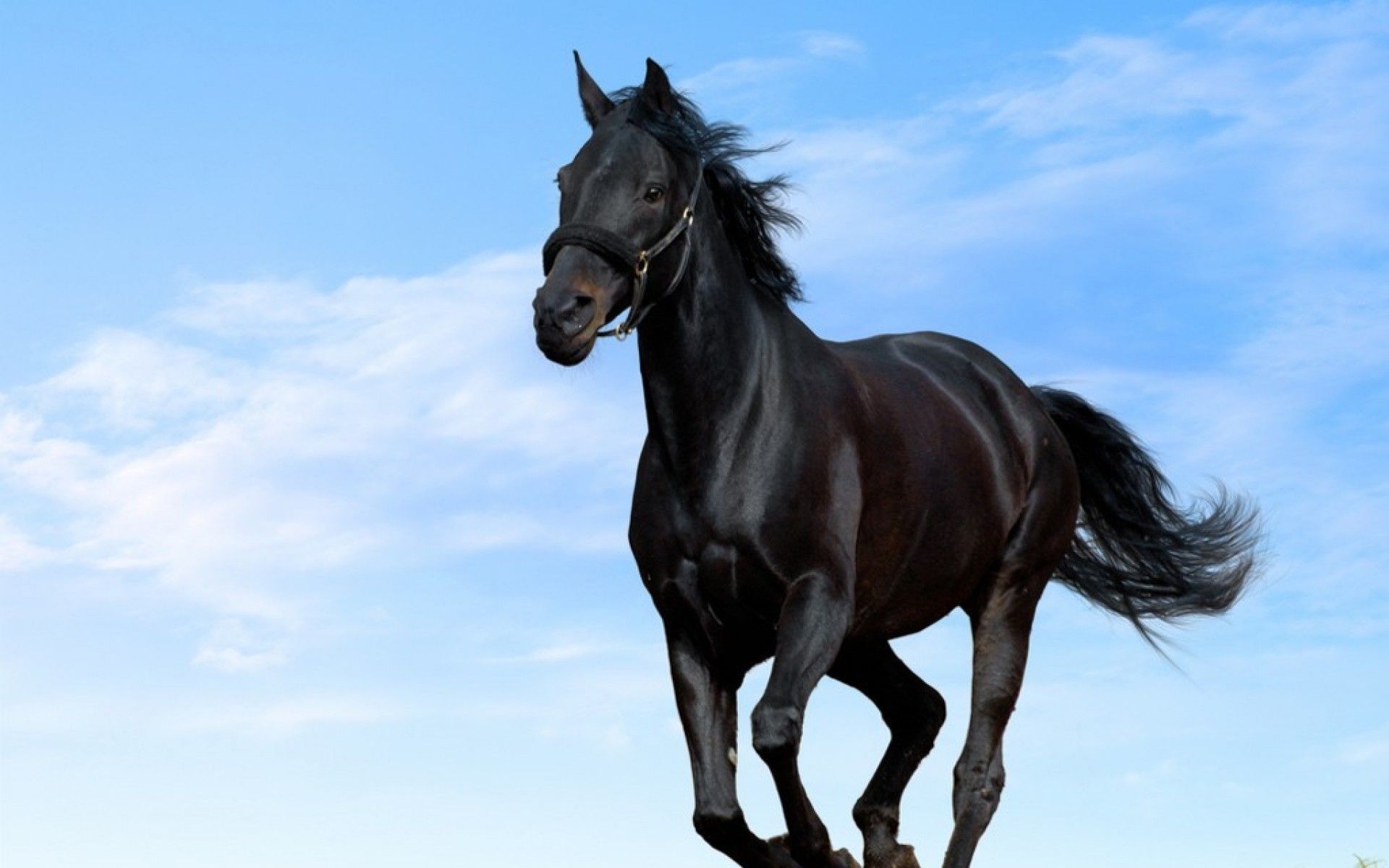 Black Horse Image Wallpaper Collection