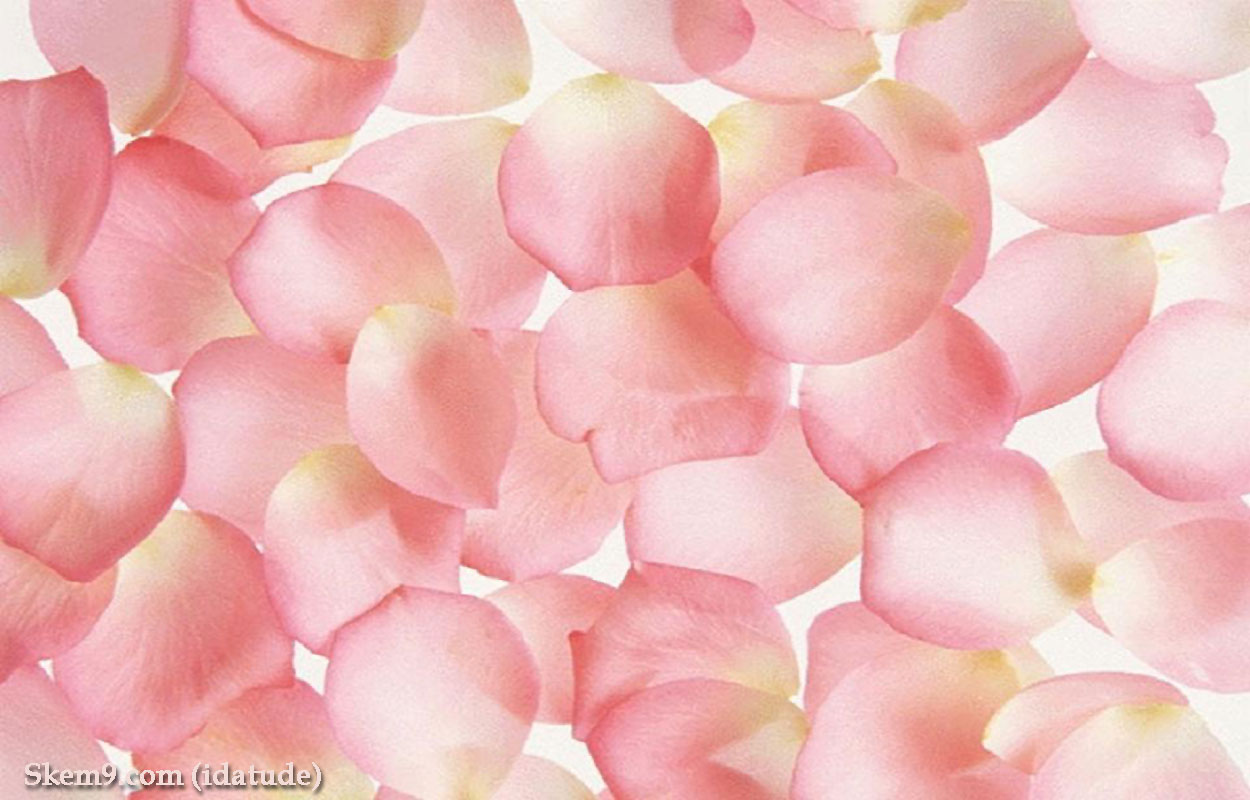 Is The Useful Pink Rose Lovely Petals Wallpaper Background