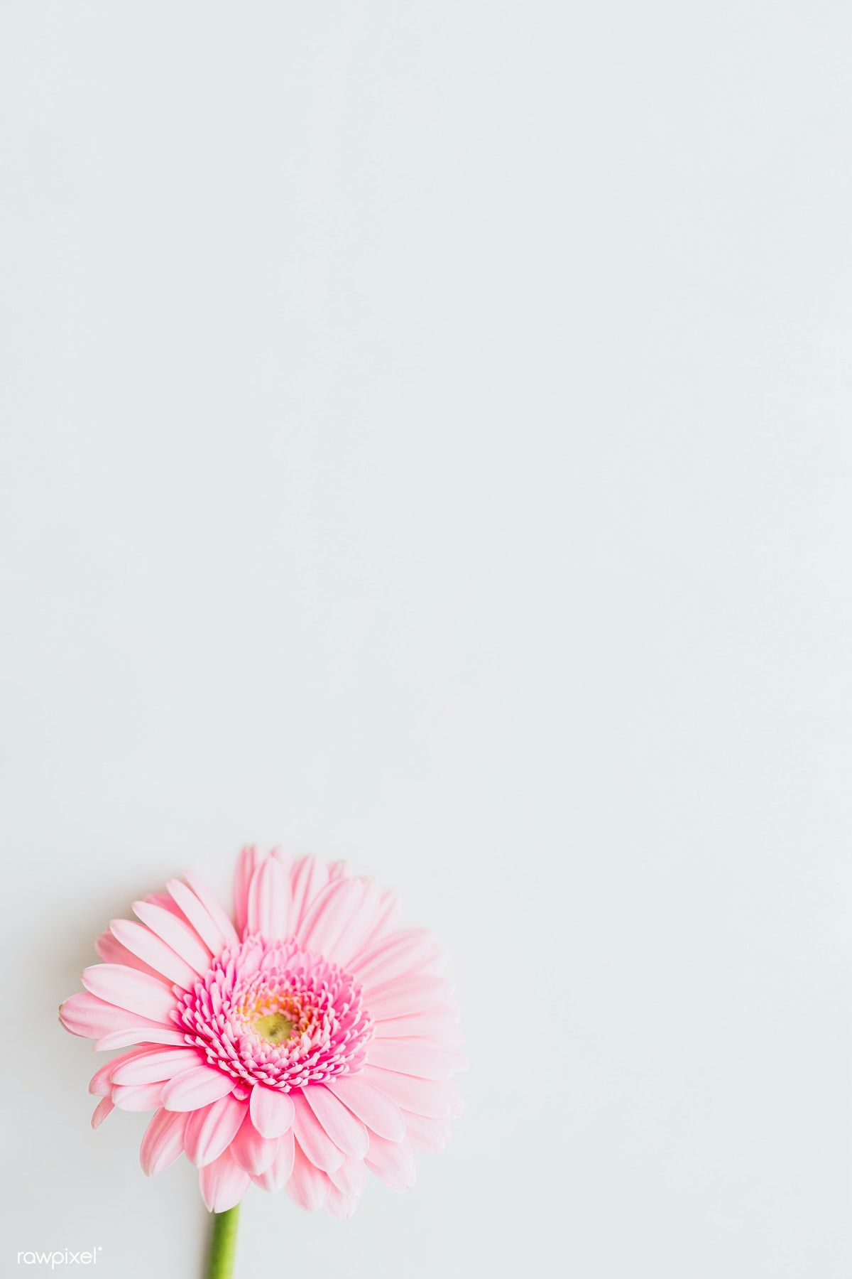 Single light pink Gerbera daisy flower on gray background 1200x1800