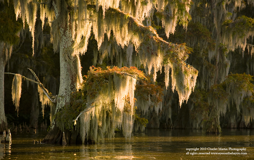 Louisiana Landscape Photography