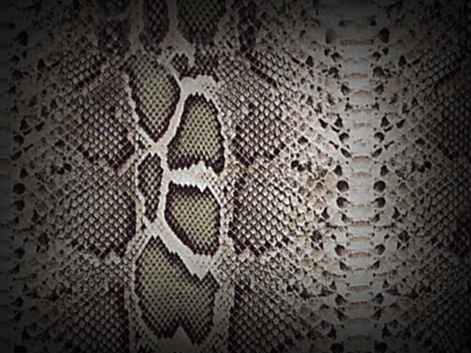 Snake Skin Scale Texture Reptile Pattern Image Femalecelebrity