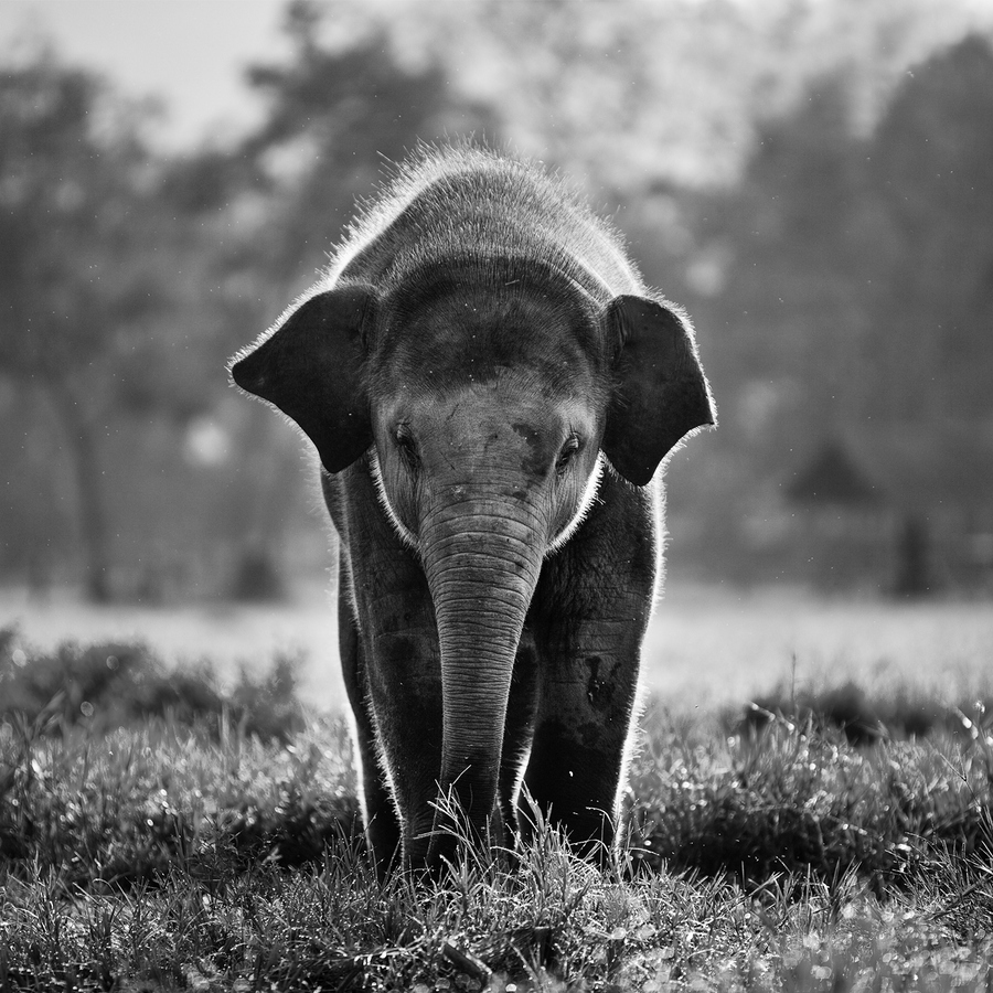 Cute Elephant Wallpaper Photos