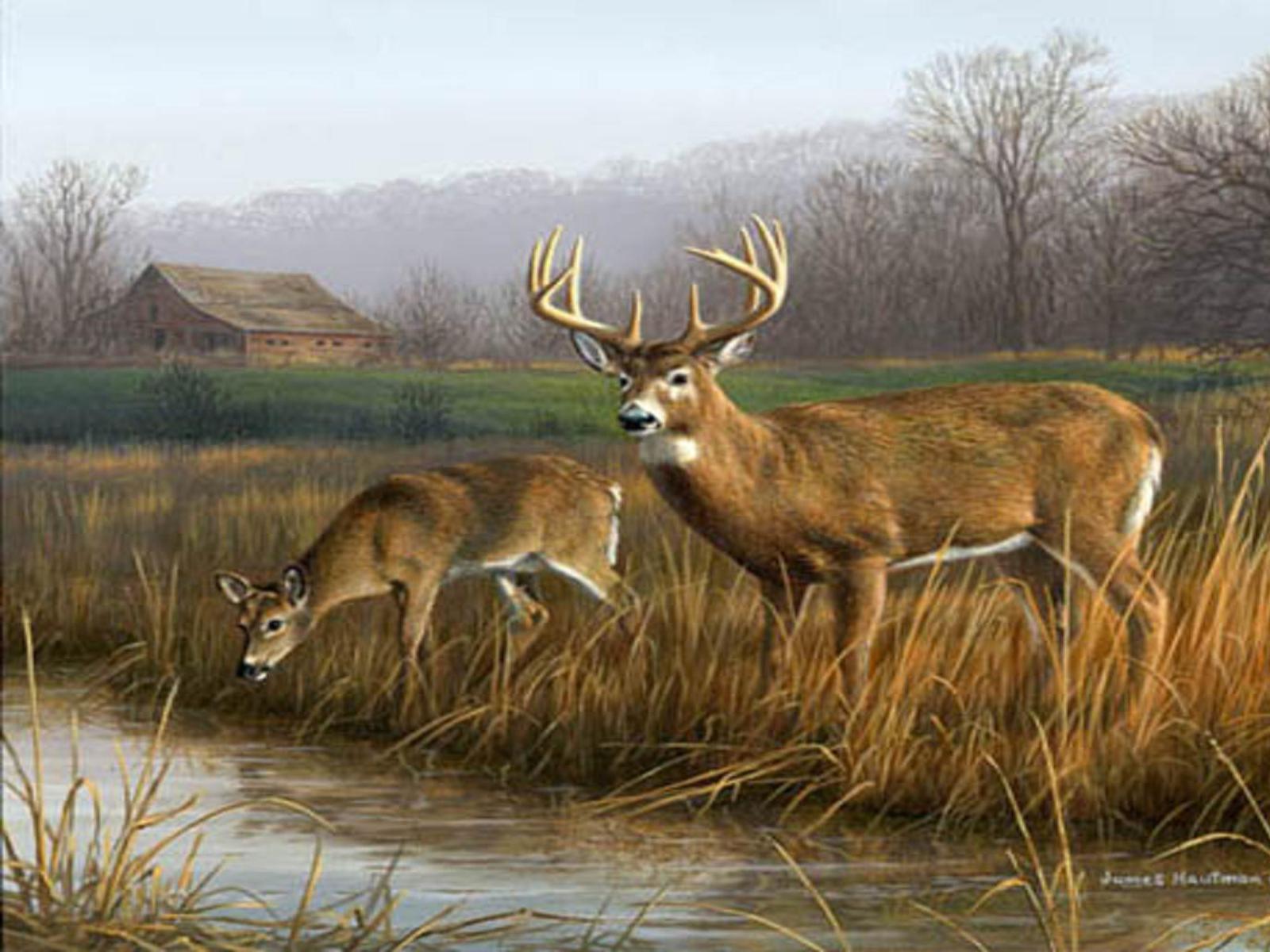 Deer Wallpaper Background Image Hippowallpaper