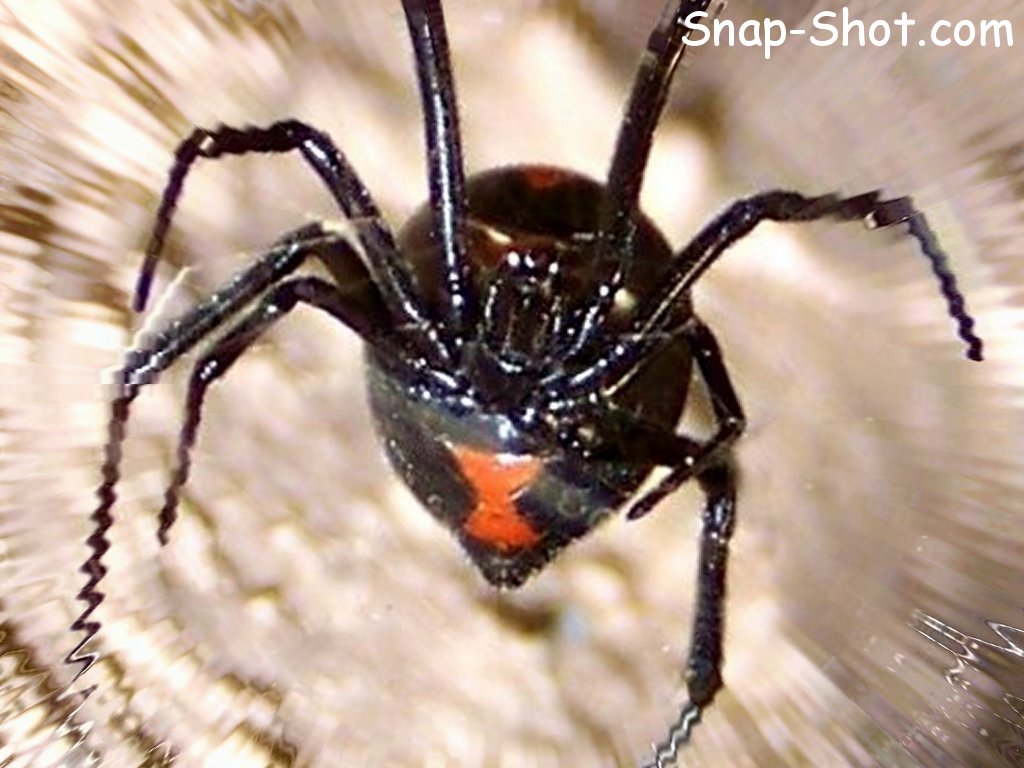 free picture and wallpaper of spider black widow