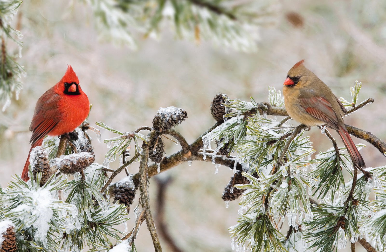 Wild Birds Unlimited Northern Cardinal Mating Rituals