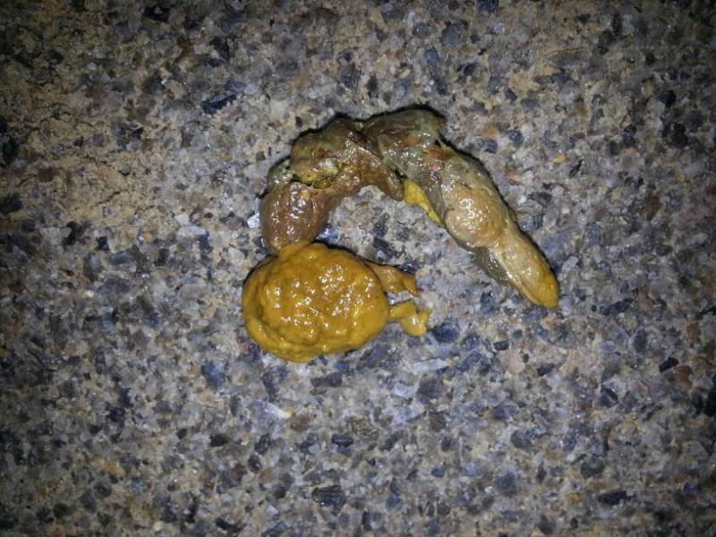 Flat White Worms In Dogs Poop Likejmk