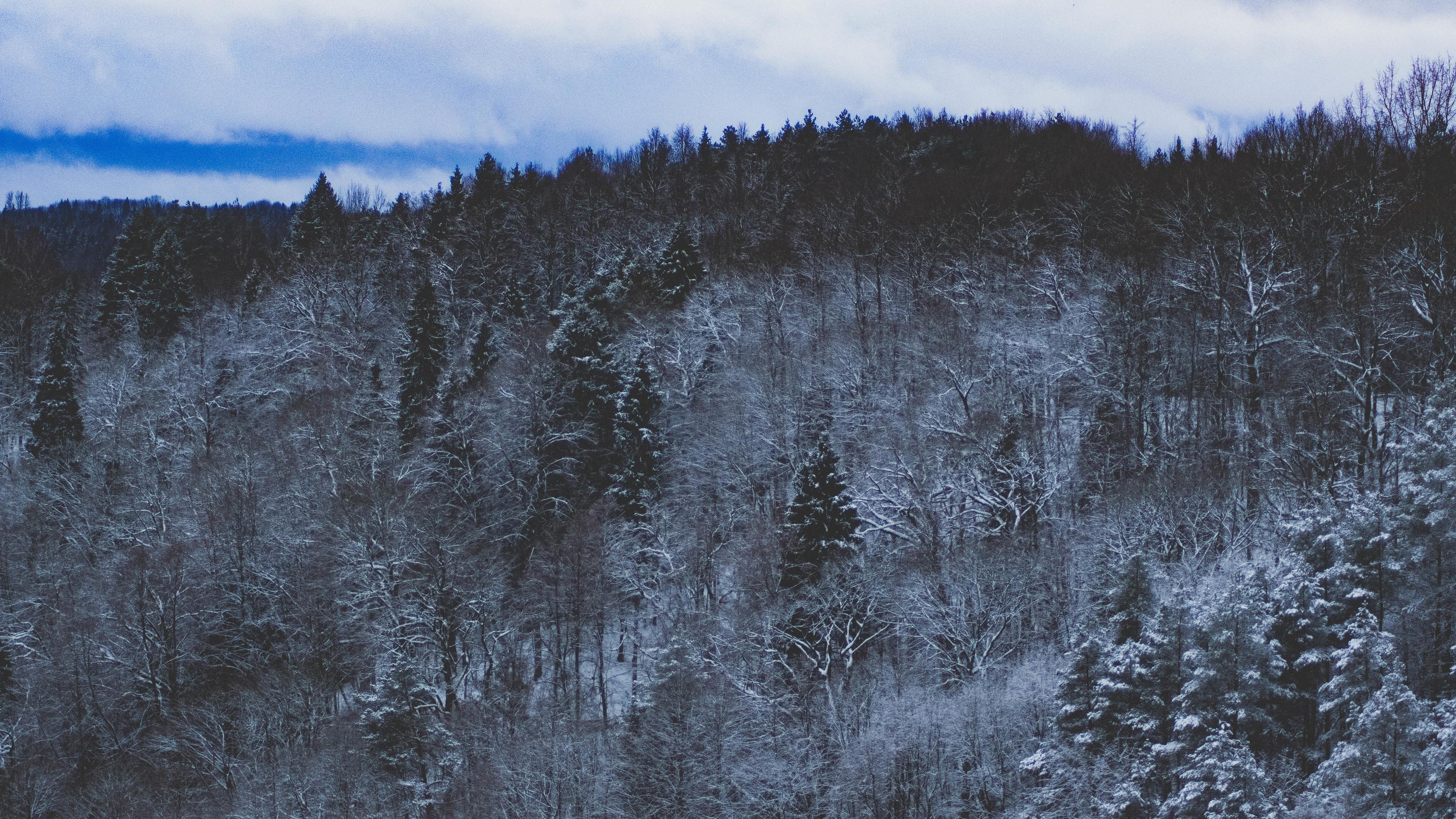 Wallpaper 4k Snow Forest Nature