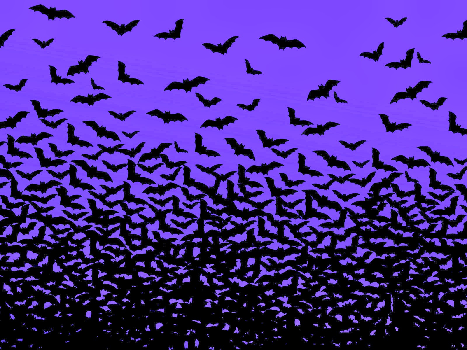 Real Bats Flying In Night Wallpaper Widescreen