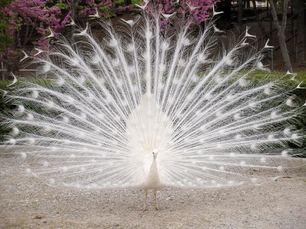 White Peacock HD Wallpaper Image