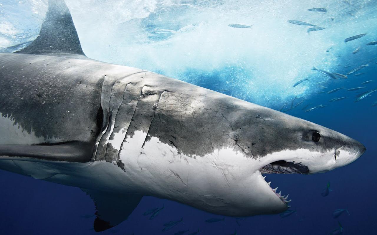 Great White Shark Wallpaper