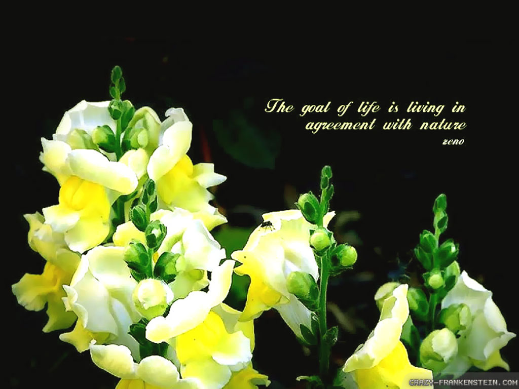 Wallpaper Of Nature Screensavers With Quotes For Your Widescreen