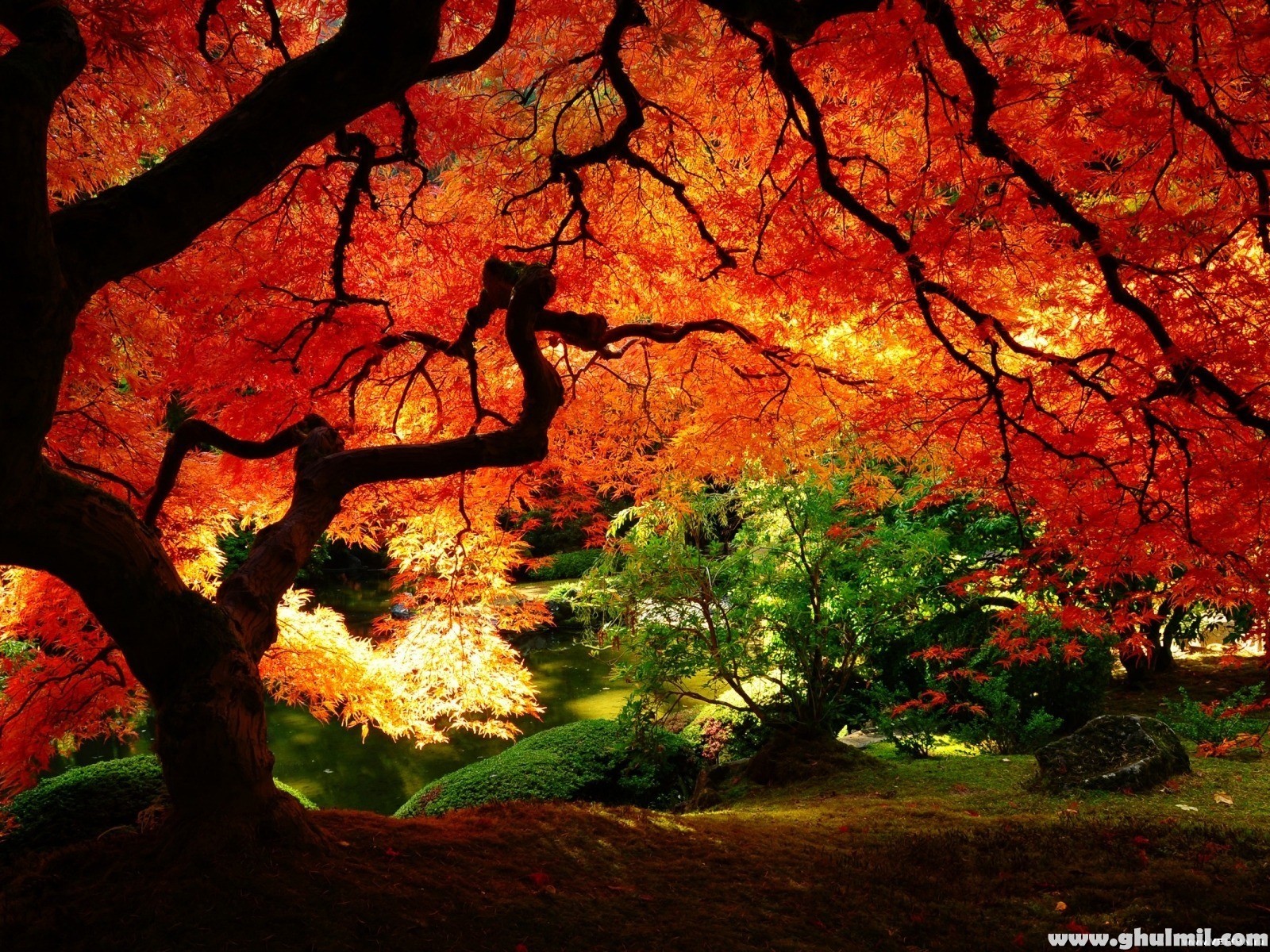 Beautiful Big Autumn Tree HD Wallpaper E Entertainment