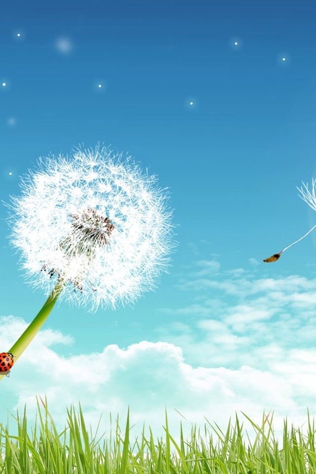 HD Awesome Cute Dandelion iPhone Wallpaper Background