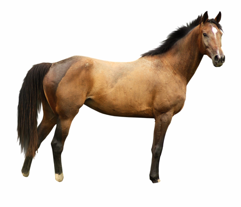 Horse Png Transparent Image Background