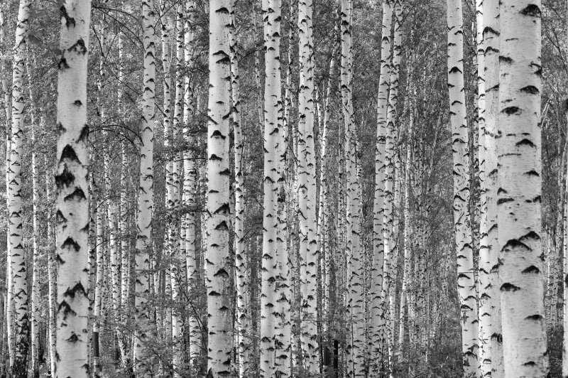 Canadian Cottager Show and Tell Birch Tree Mural