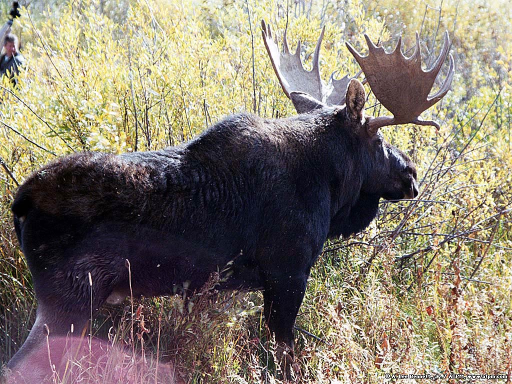 Moose Wallpaper