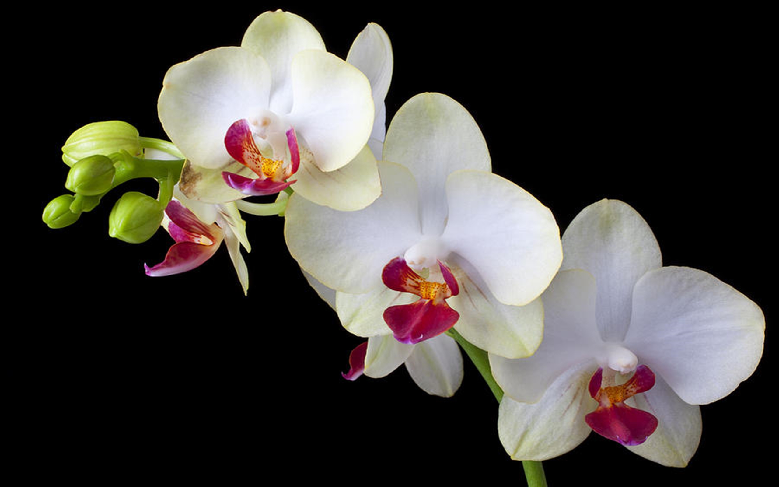 Three Wonderfull White Orchid Flower Black Background HD