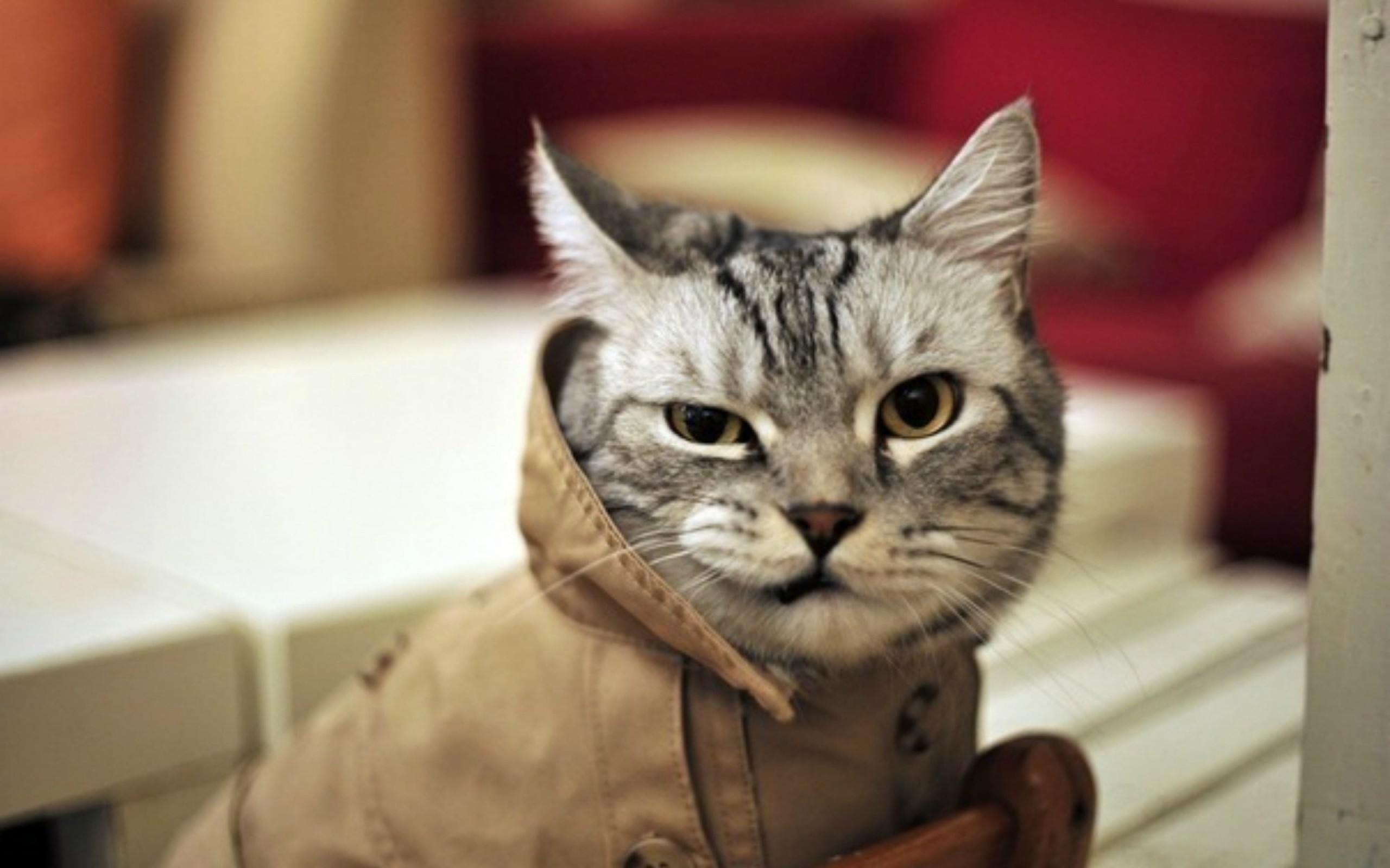 Best Funny Cat Screensavers 2 Pictures Jokes