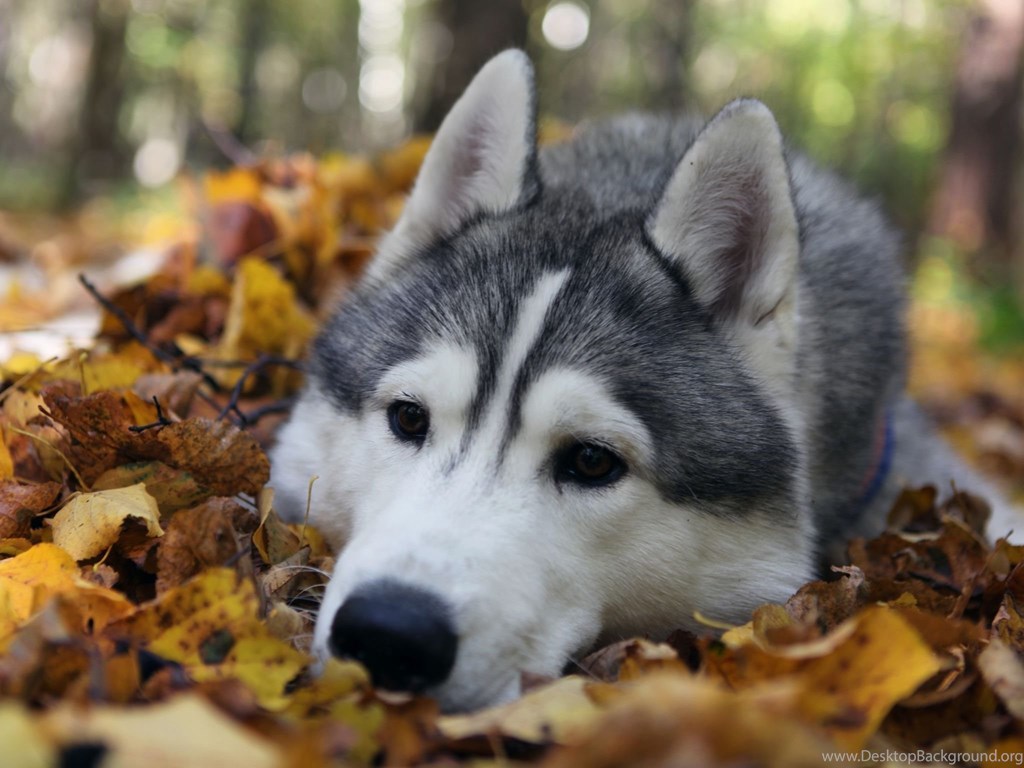 Cute Husky Wallpaper Face Siberian Dog
